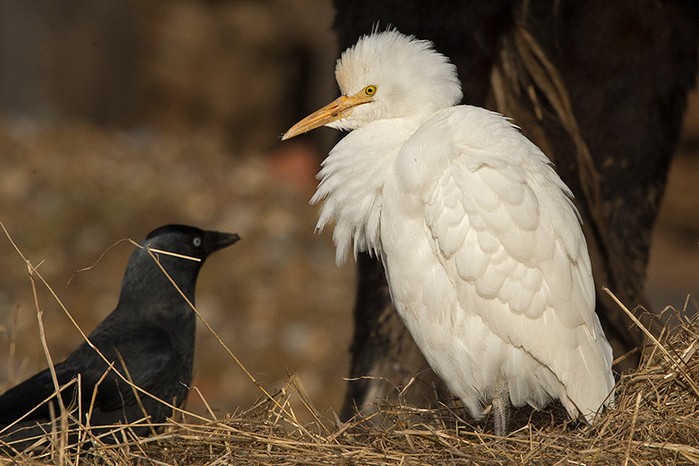 Cattle Egret