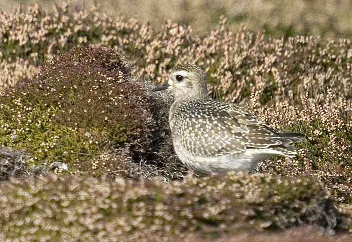 American Golden Plover
