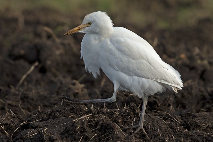 Cattle Egret