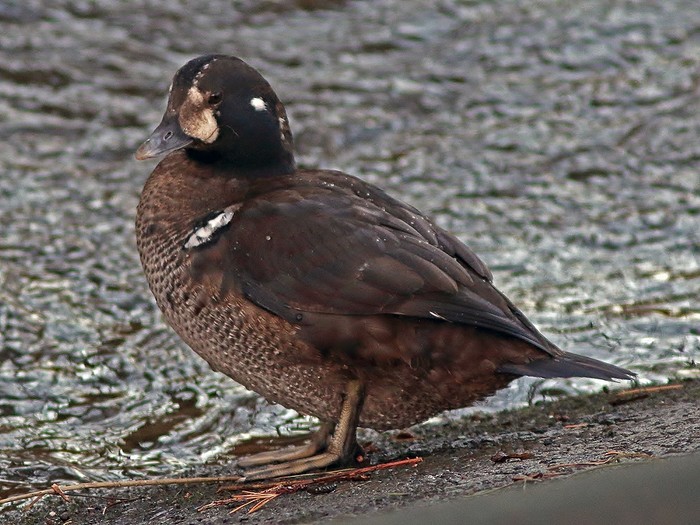 Harlequin Duck