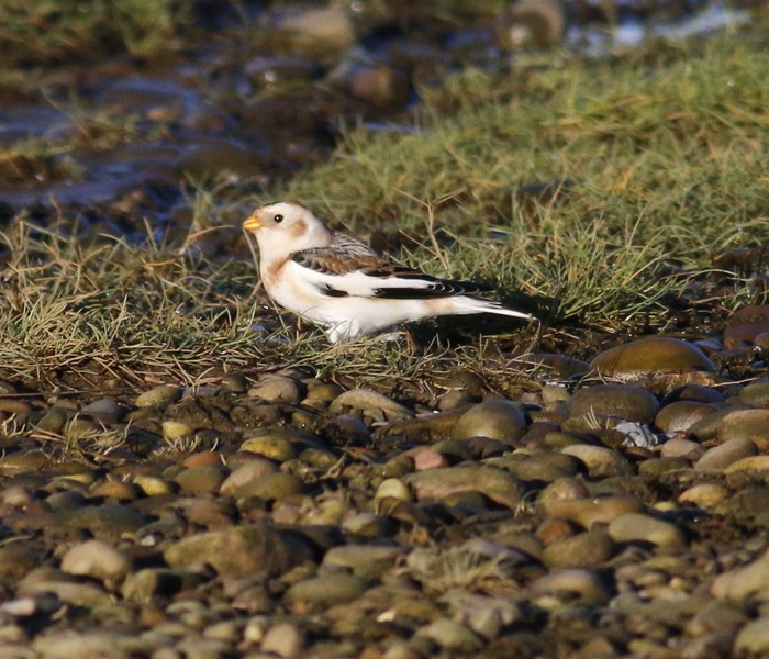 Snow Bunting