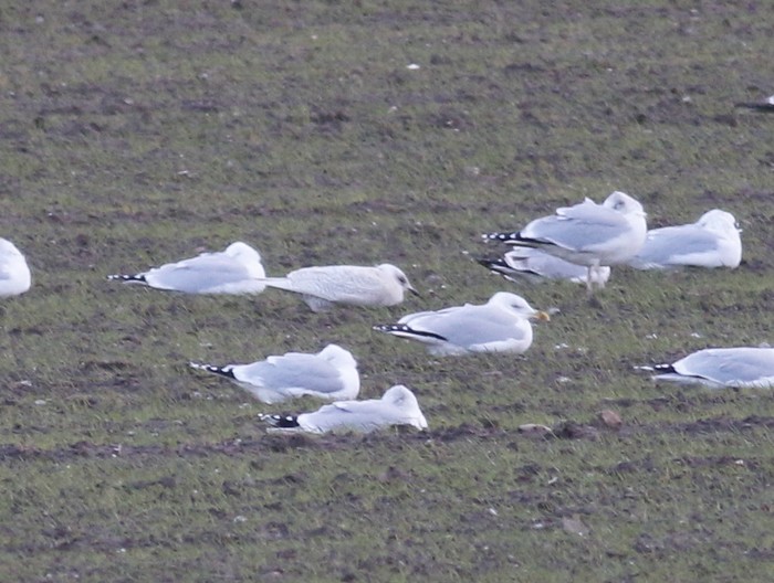 Iceland Gull