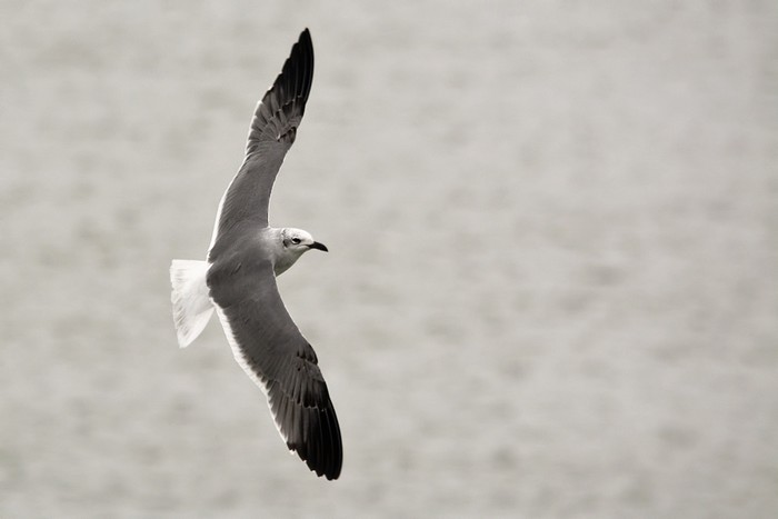 Laughing Gull