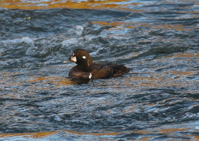 Harlequin Duck