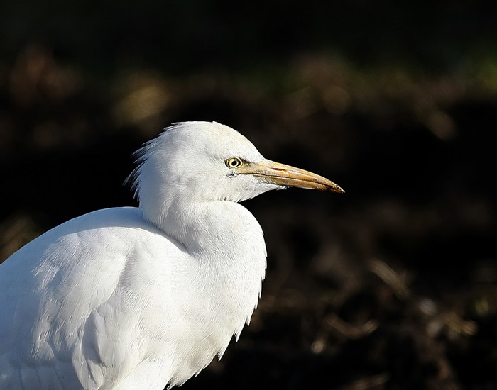 Cattle Egret