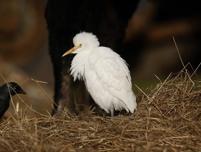Cattle Egret