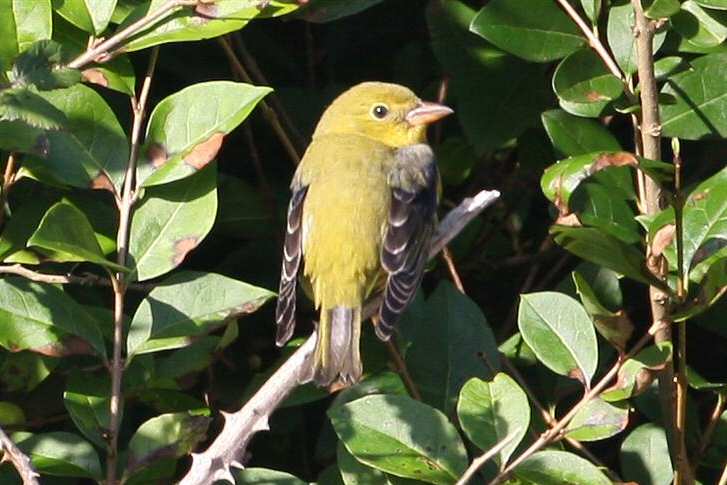 Scarlet Tanager