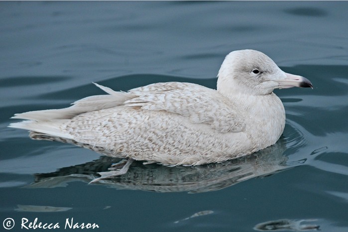 Glaucous Gull