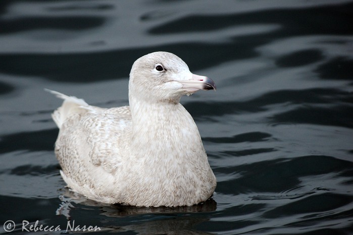 Glaucous Gull