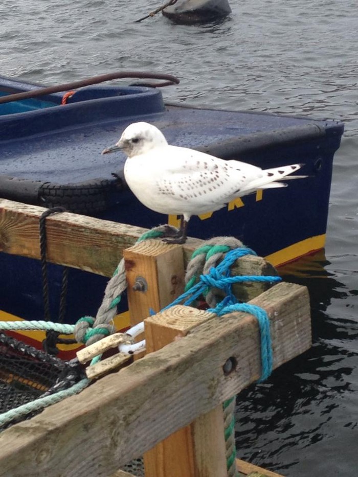 Ivory Gull