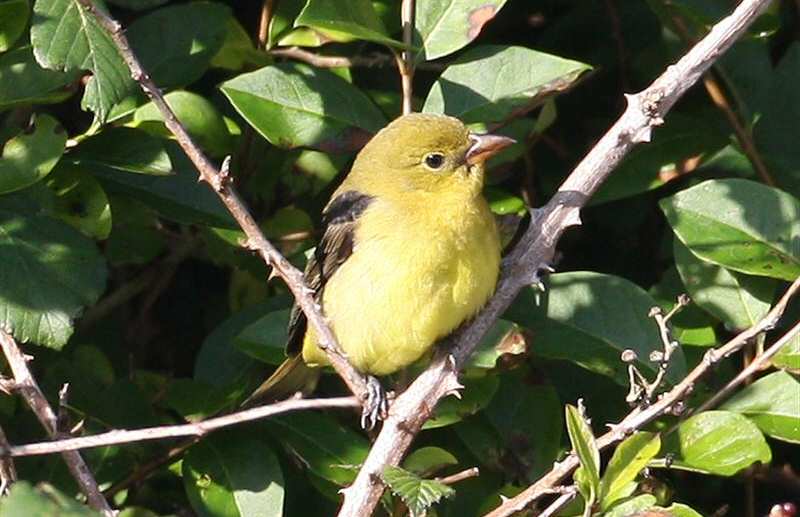 Scarlet Tanager