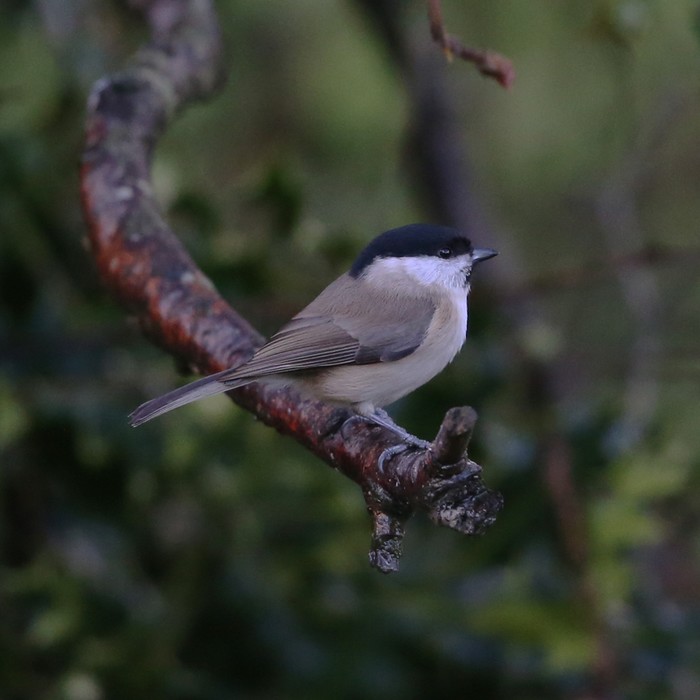 Marsh Tit