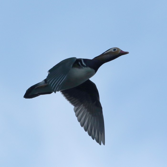 Mandarin