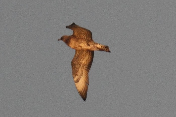 Pomarine Skua