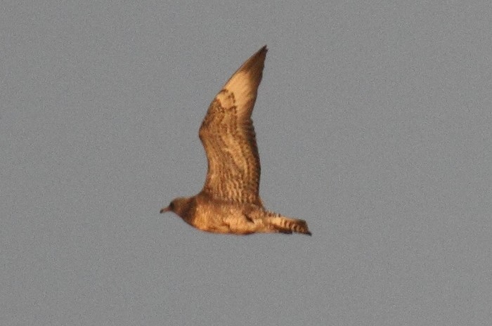Pomarine Skua