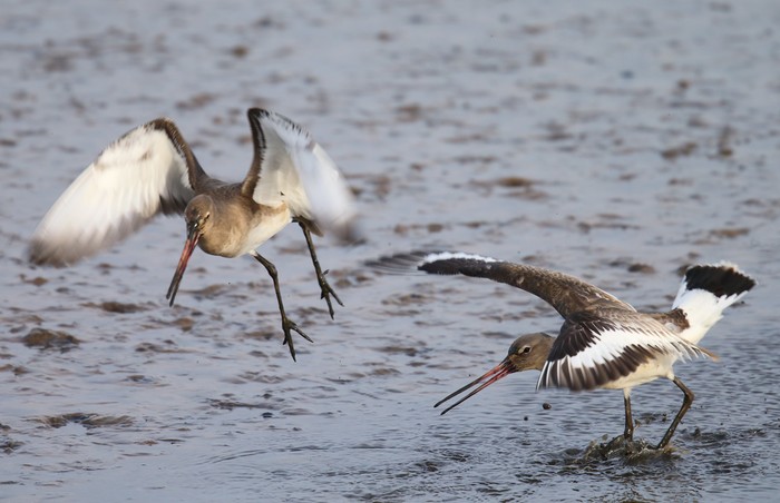 Black-tailed Godwit