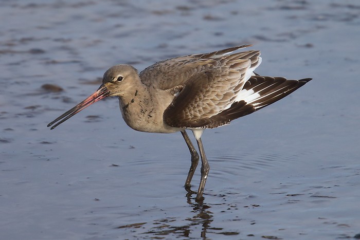 Black-tailed Godwit