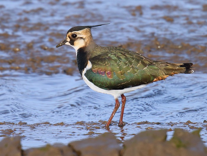 Lapwing