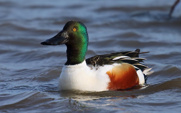 Shoveler