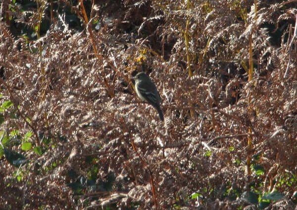 Alder Flycatcher