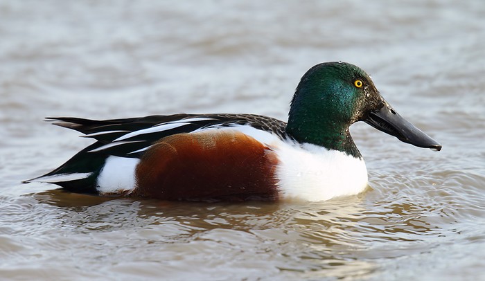 Shoveler