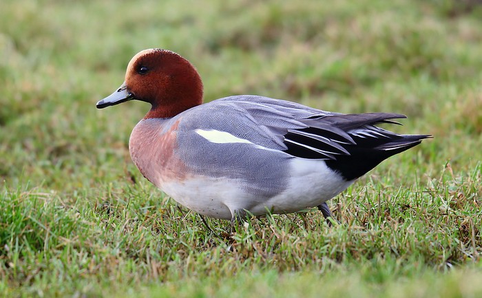 Wigeon