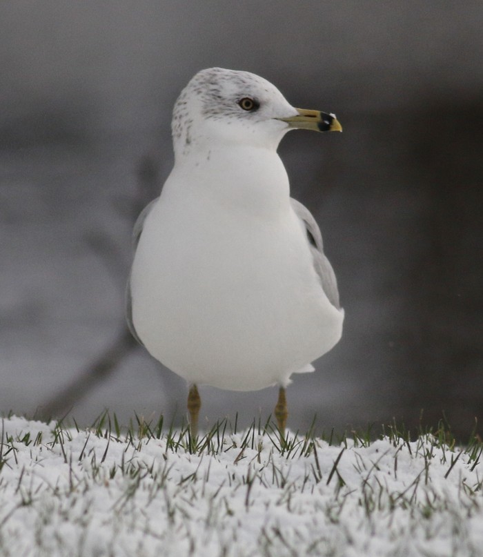 Ring-billed Gull