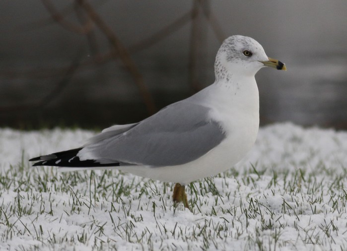 Ring-billed Gull