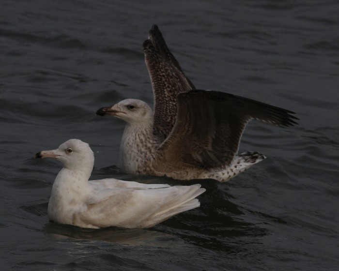 Glaucous Gull