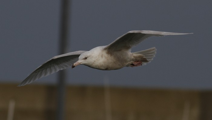 Glaucous Gull