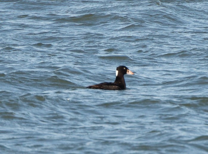 Surf Scoter