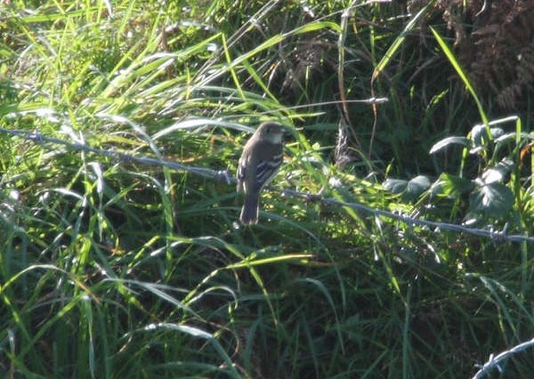 Alder Flycatcher