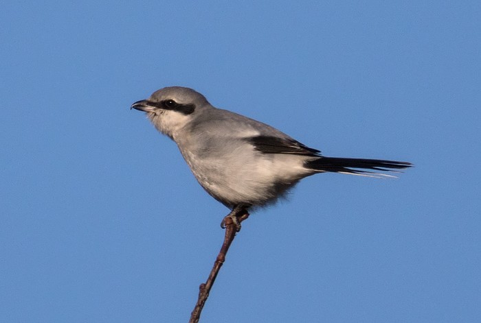 Great Grey Shrike