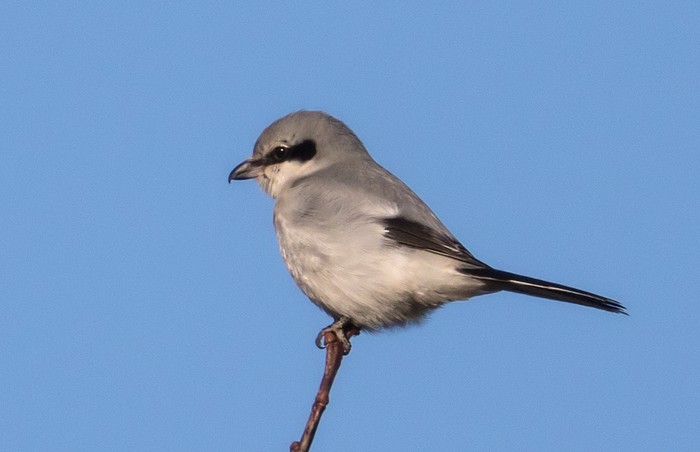 Great Grey Shrike