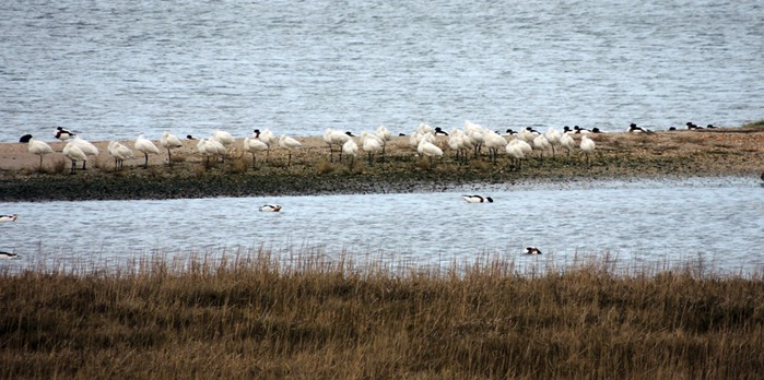 Spoonbill