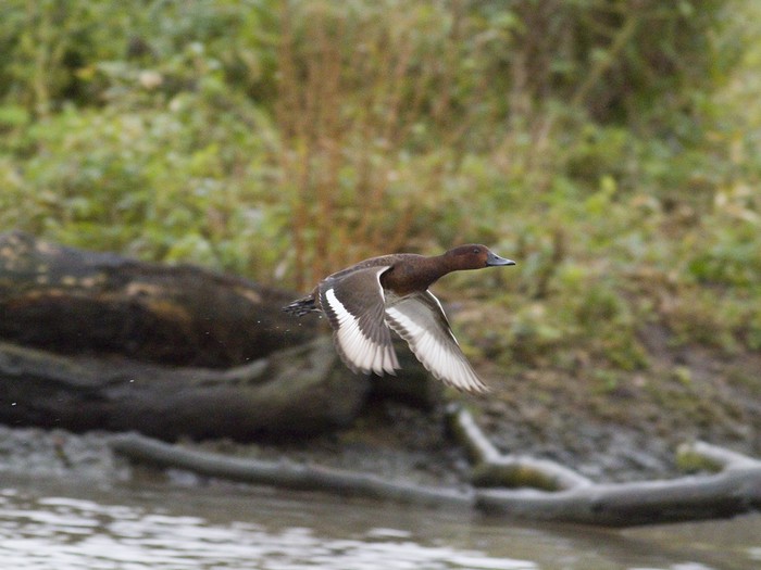 Ferruginous Duck