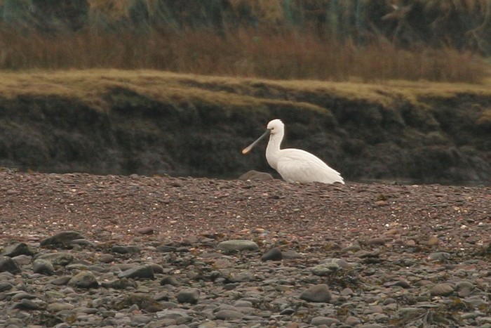 Spoonbill