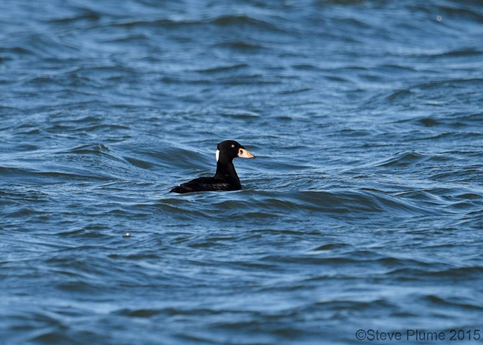 Surf Scoter