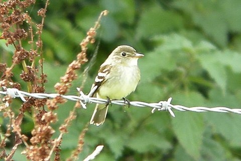 Alder Flycatcher