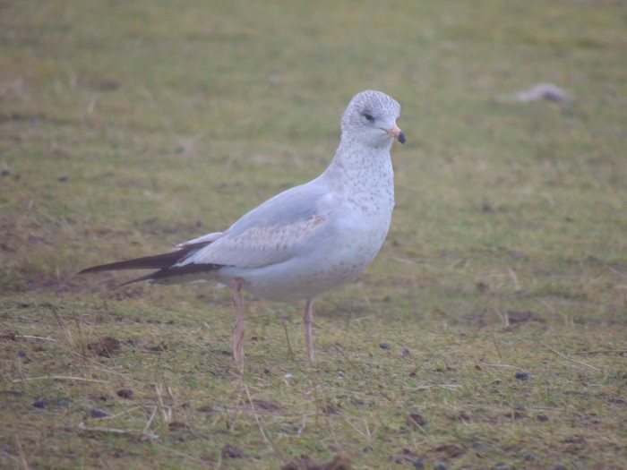Ring-billed Gull
