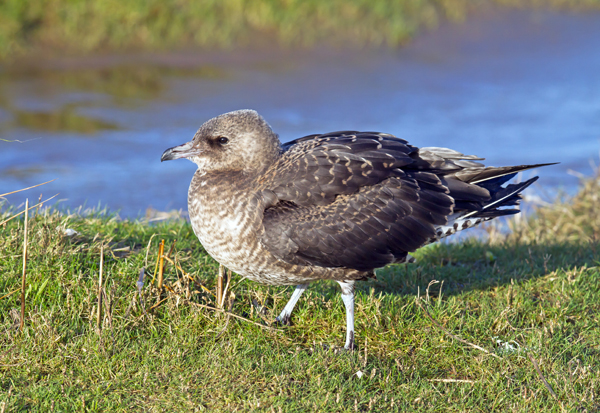 Pomarine Skua