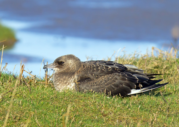 Pomarine Skua