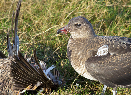 Pomarine Skua