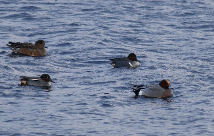Green-winged Teal