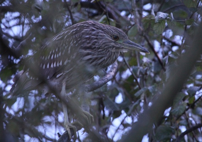 Night Heron