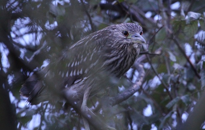 Night Heron