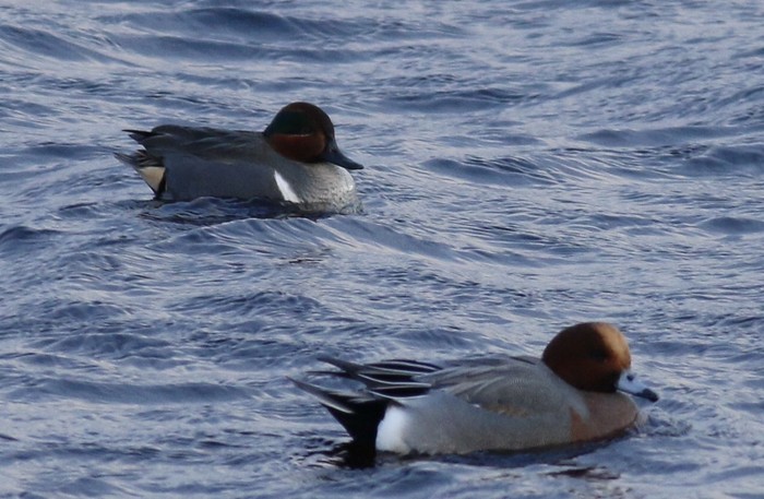 Green-winged Teal