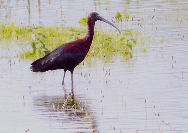 Glossy Ibis