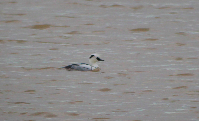 Smew