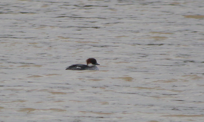 Smew